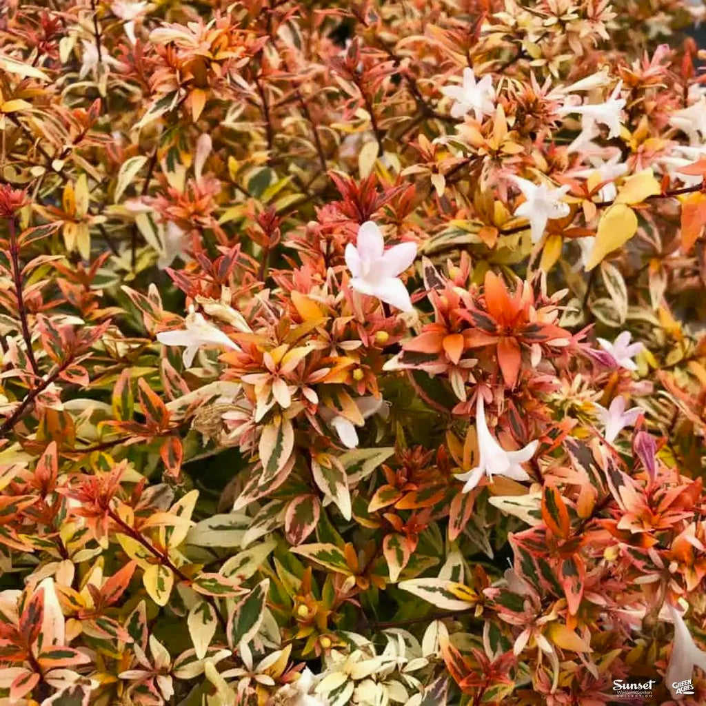 ABELIA EN POT DE 13 CM VARIÉTÉS ASSORTIES