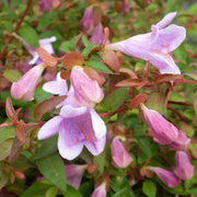 ABELIA EN POT DE 13 CM VARIÉTÉS ASSORTIES