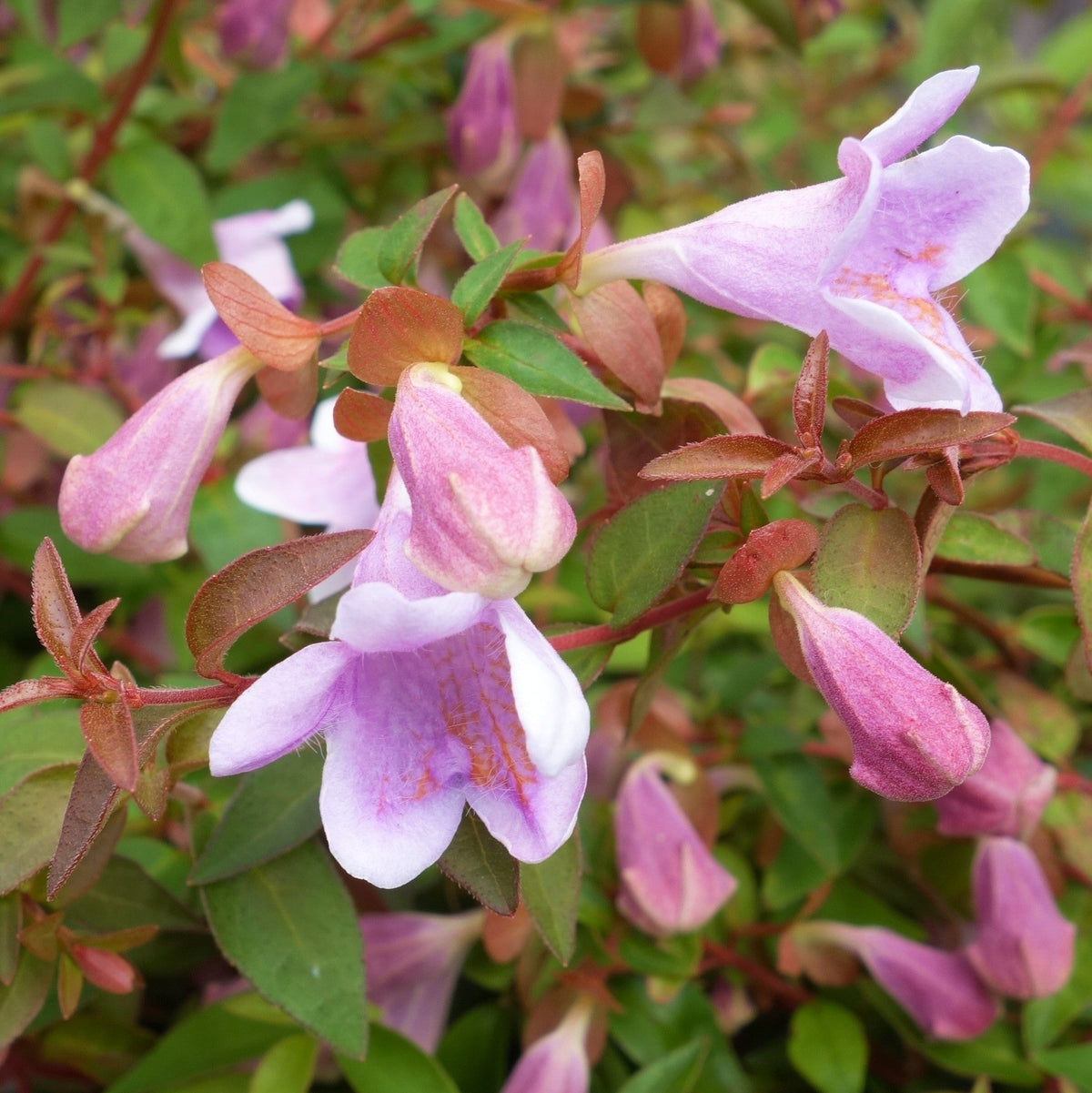 ABELIA EN POT DE 13 CM VARIÉTÉS ASSORTIES