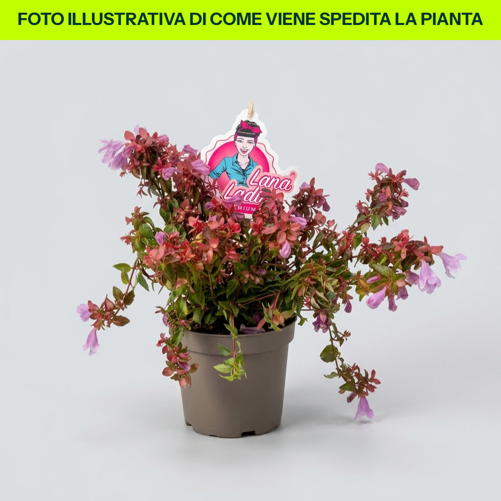 ABELIA EN POT DE 13 CM VARIÉTÉS ASSORTIES