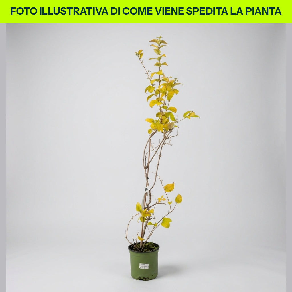 Abeliophyllum Distichum in vaso da 18cm