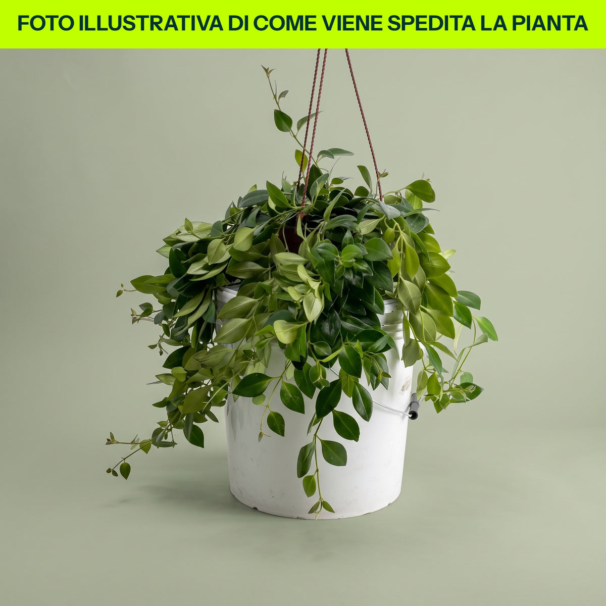 AESCHYNANTHUS LOBBIANUS IN BASKET 17CM