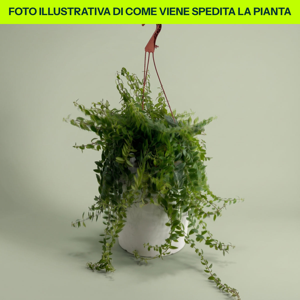 Aeschynantum Twister en pot de 15 cm