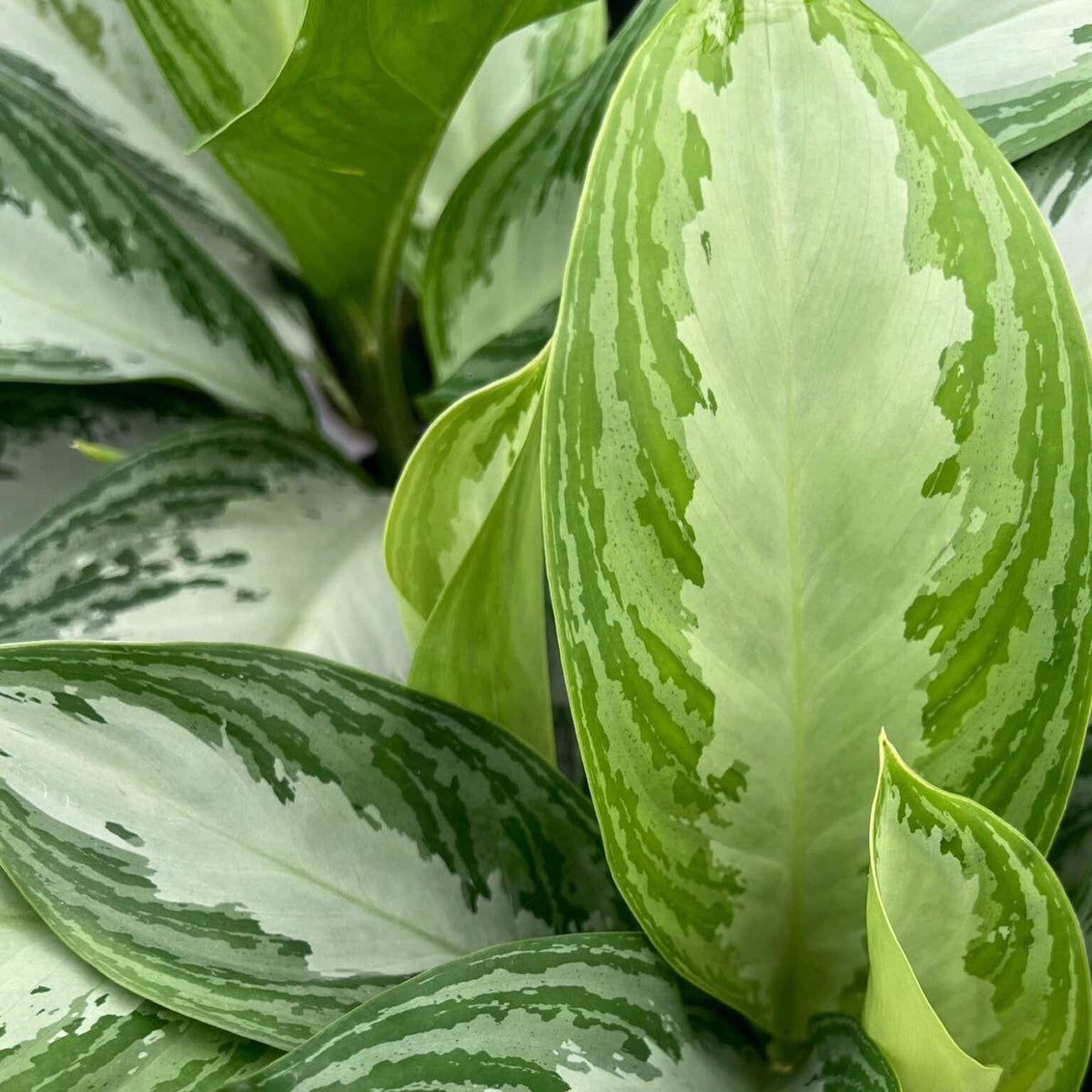 Vase Aglaonema Silver Bay 17 cm