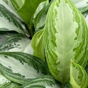 Vase Aglaonema Silver Bay 17 cm