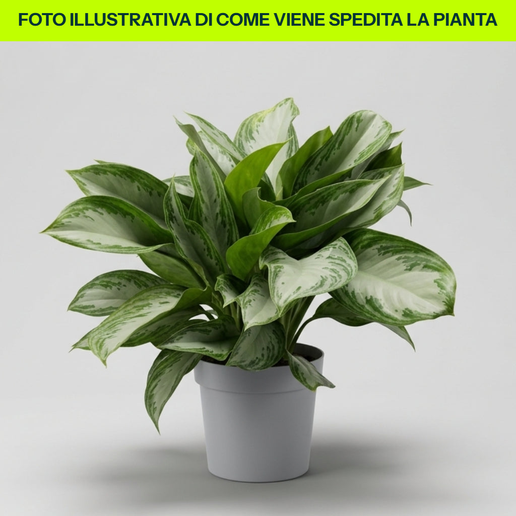 Vase Aglaonema Silver Bay 17 cm