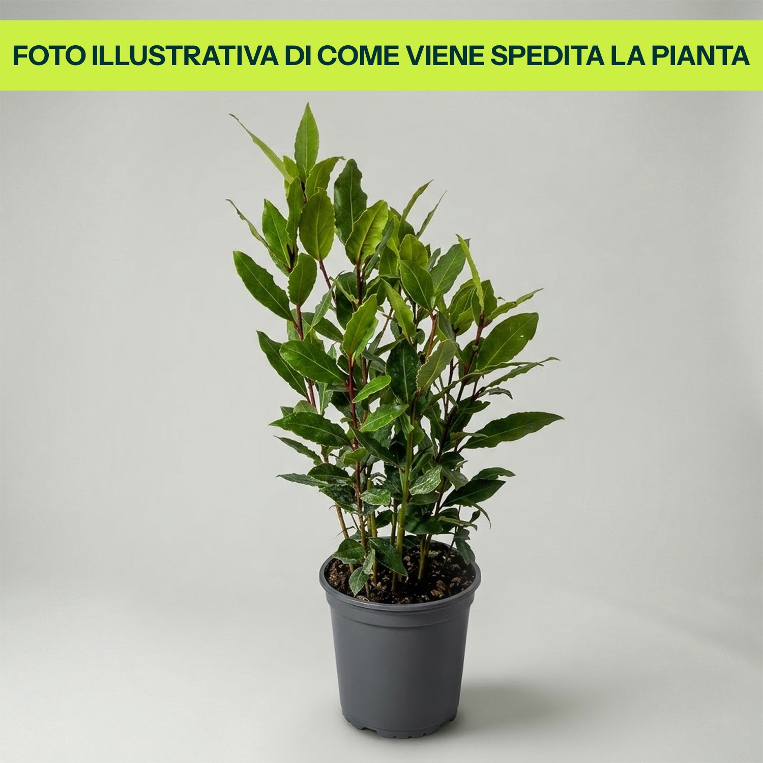 ALLORO LAURUS NOBILIS VASO 14CM