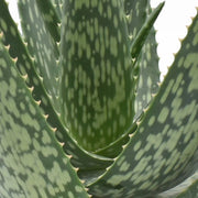 Aloe Vera im 12-cm-Topf