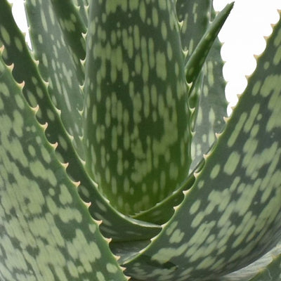 ALOE VERA IN VASO 14CM