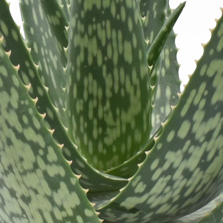 Aloe Vera im 12-cm-Topf