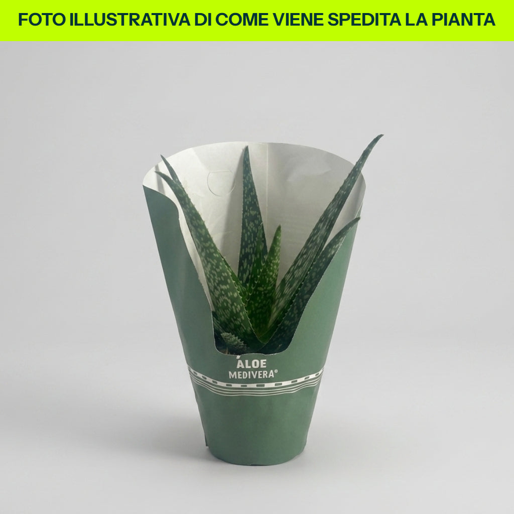 Aloe Vera im 12-cm-Topf