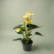 Anthurium Alaska blanc en pot de 17 cm