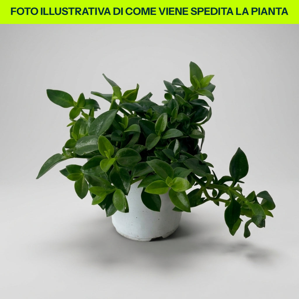 APTENIA CORDIFOLIA VASO 14CM