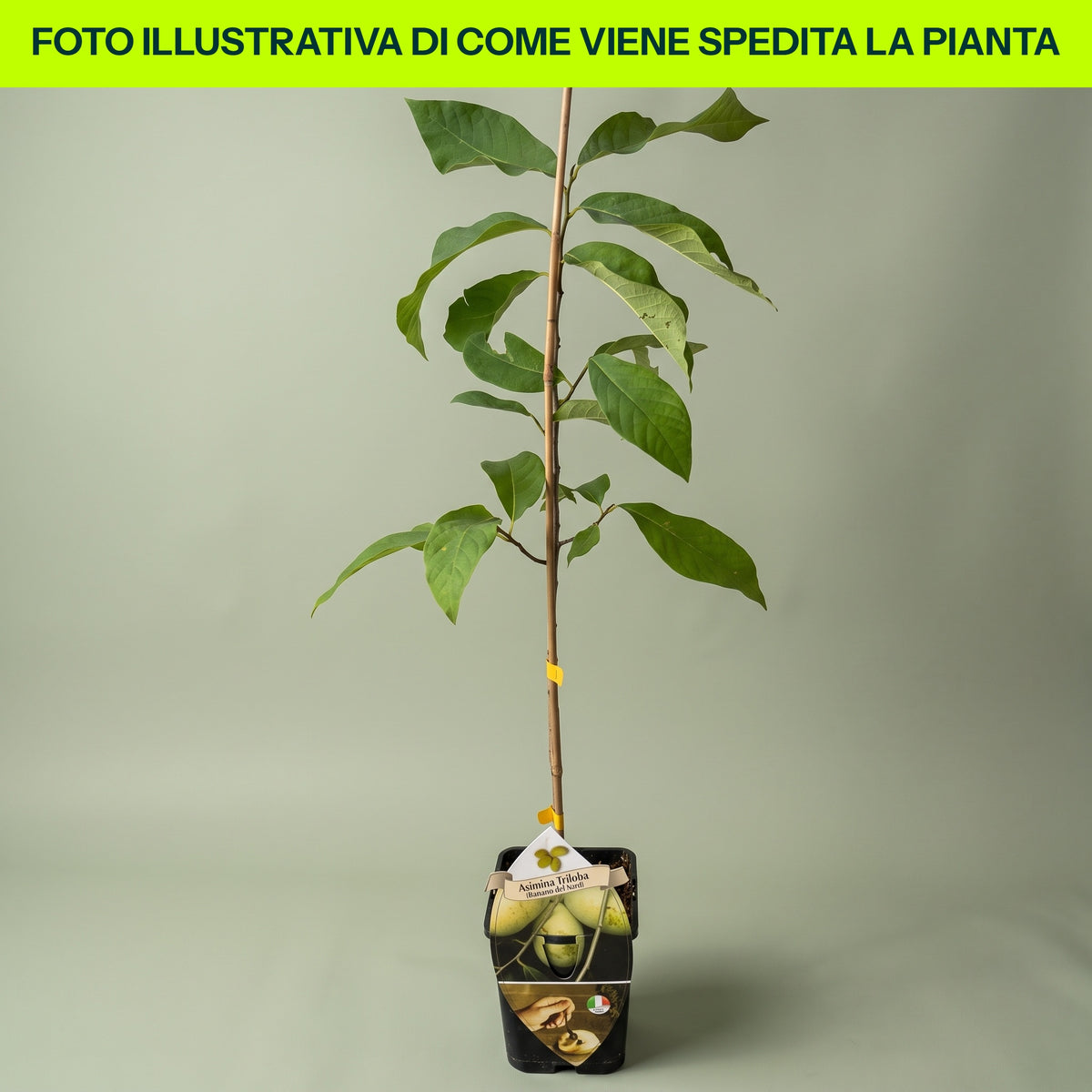 ASIMINA TRILOBA BANANO DEL NORD (1 PIANTA)
