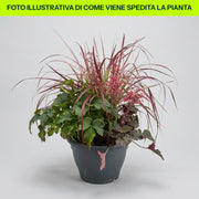 UNE COMPOSITION DE TROIS PLANTES VIVACES DANS UN POT DE 26 CM