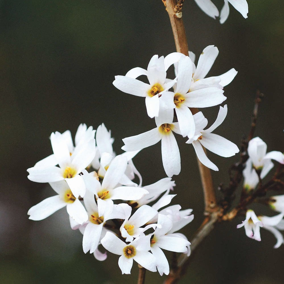 Abeliophyllum Distichum in Vaso da 26cm