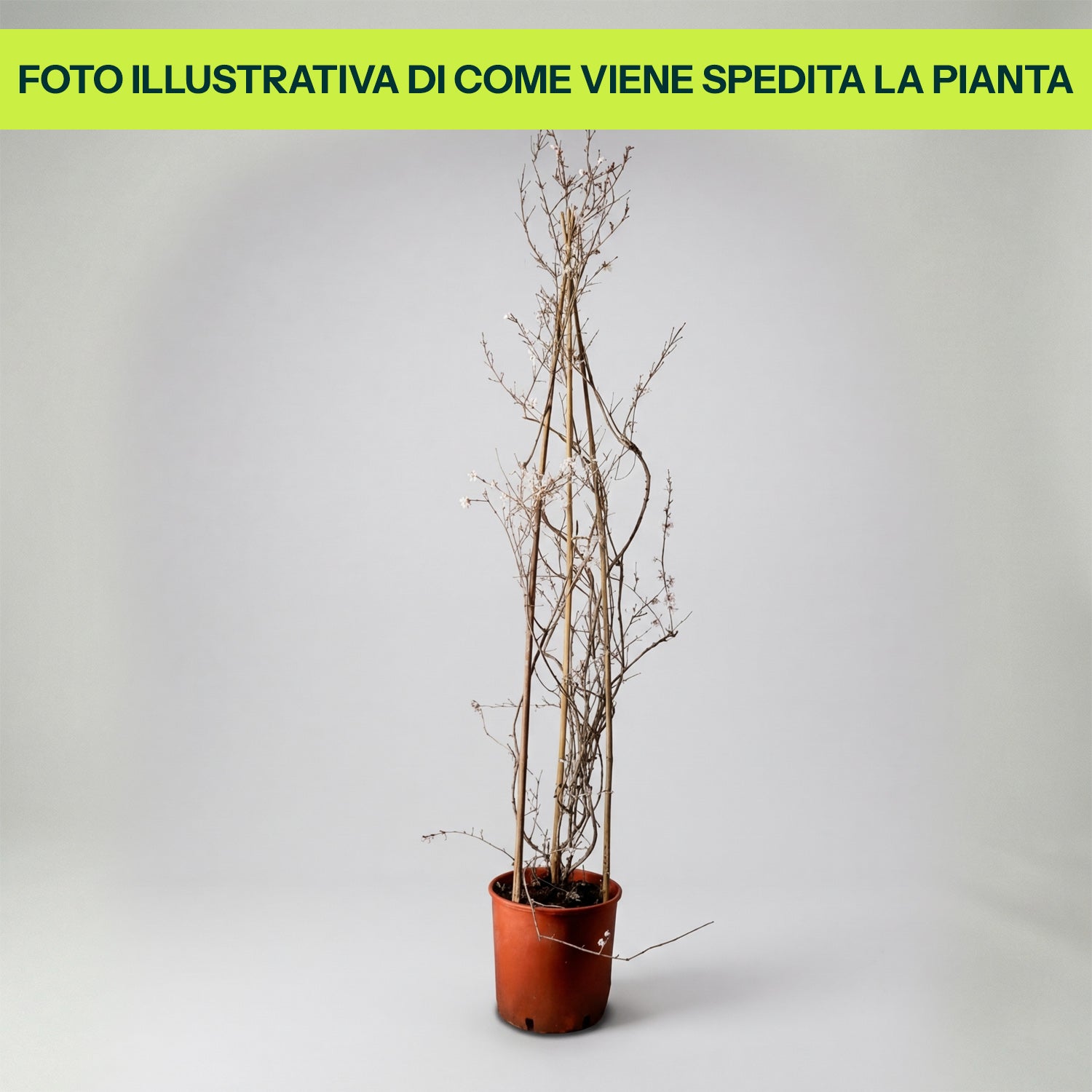 Abeliophyllum Distichum in Vaso da 26cm