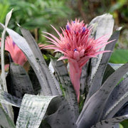 Aechmea Mahiya in Vaso da 15cm