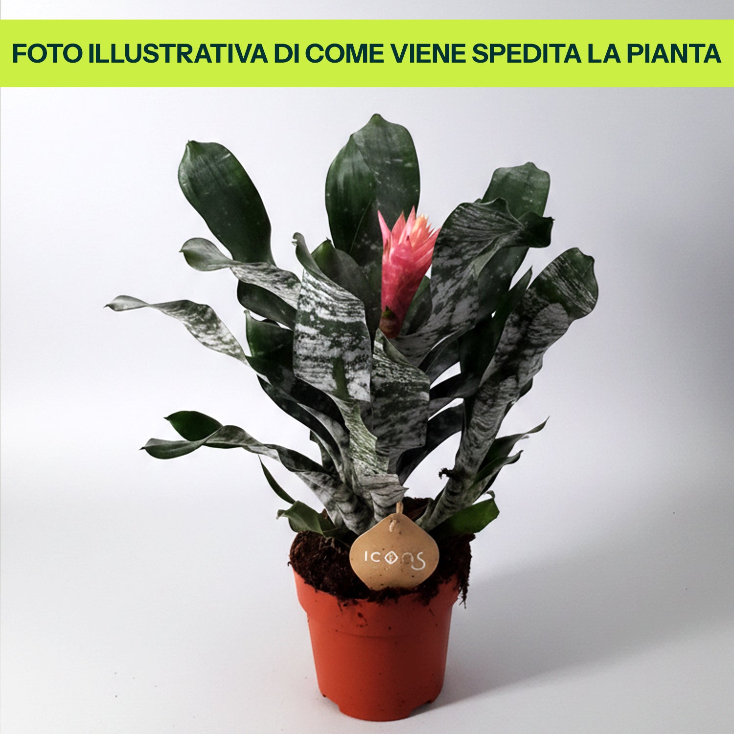 Aechmea Mahiya in Vaso da 15cm