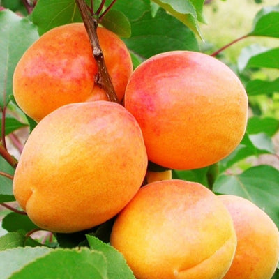 Prunus Armeniaca Albicocco in vaso da 18cm