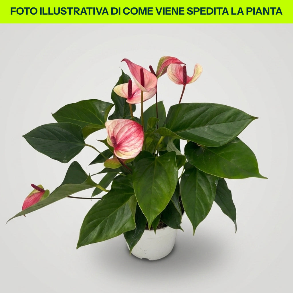 Guzmania Yeltix en pot de 12 cm