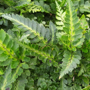 Arachnoides Aristata Variegata in Vaso da 17cm