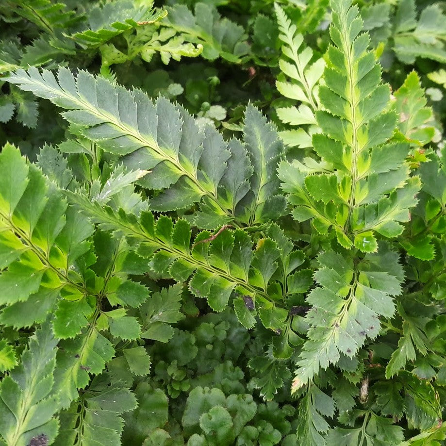 Arachnoides Aristata Variegata in Vaso da 17cm