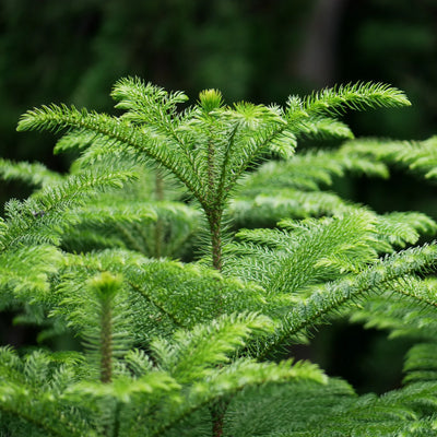 Araucaria Heterophylla in Vaso da 21cm