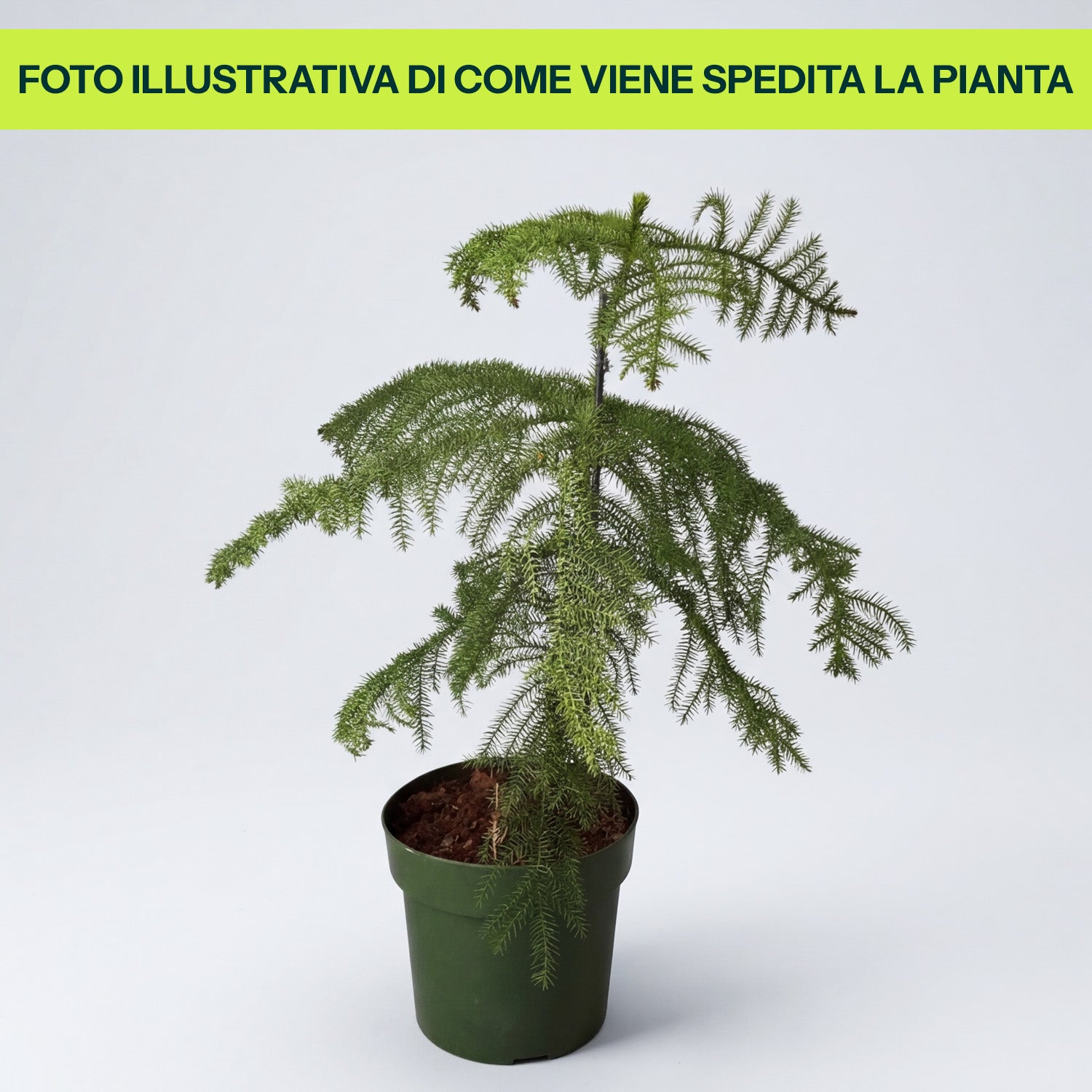Araucaria Heterophylla in Vaso da 21cm