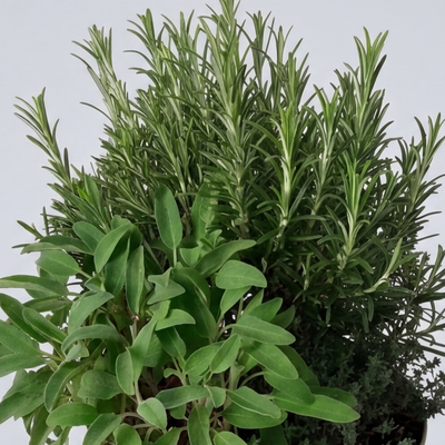 Aromi Assortiti in Vaso da 18cm