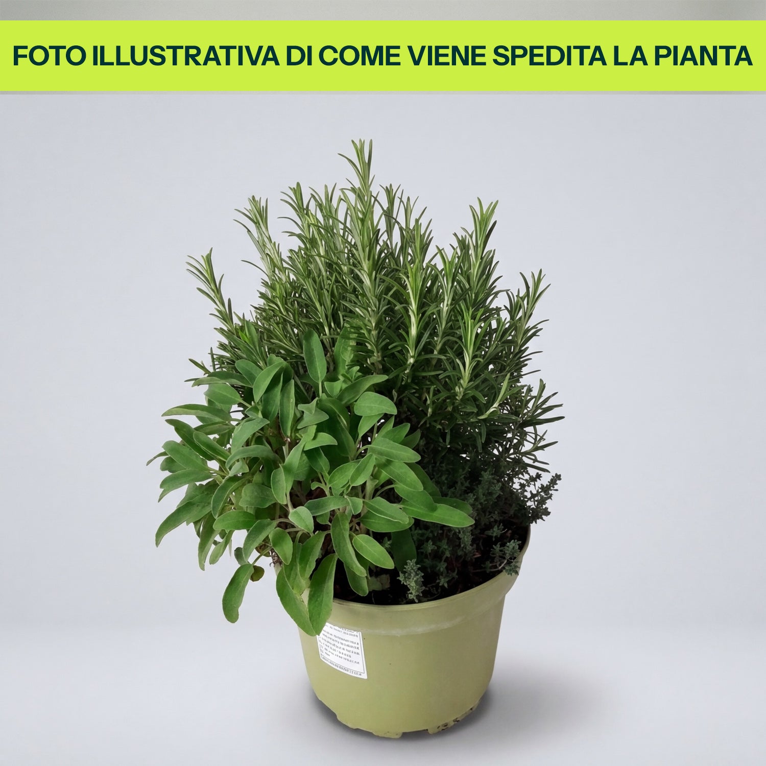 Aromi Assortiti in Vaso da 18cm