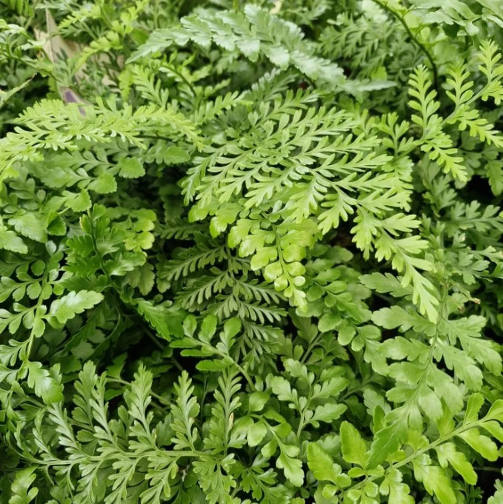 Asplenium Parvati in Vaso Basket da 20cm
