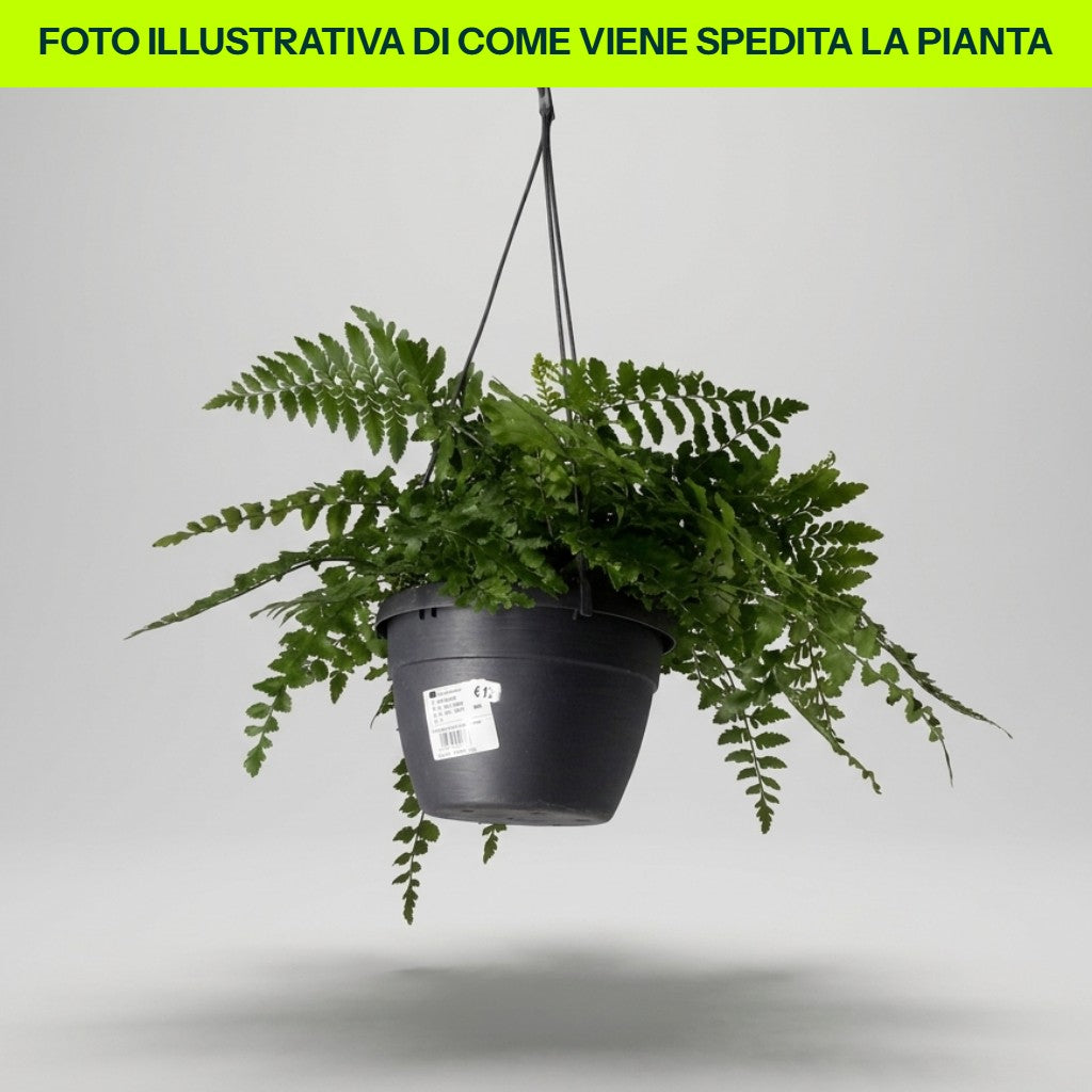 Asplenium Parvati in Vaso Basket da 20cm