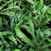 Asplenium Scolopendrium Angustifolium in Vaso da 17cm