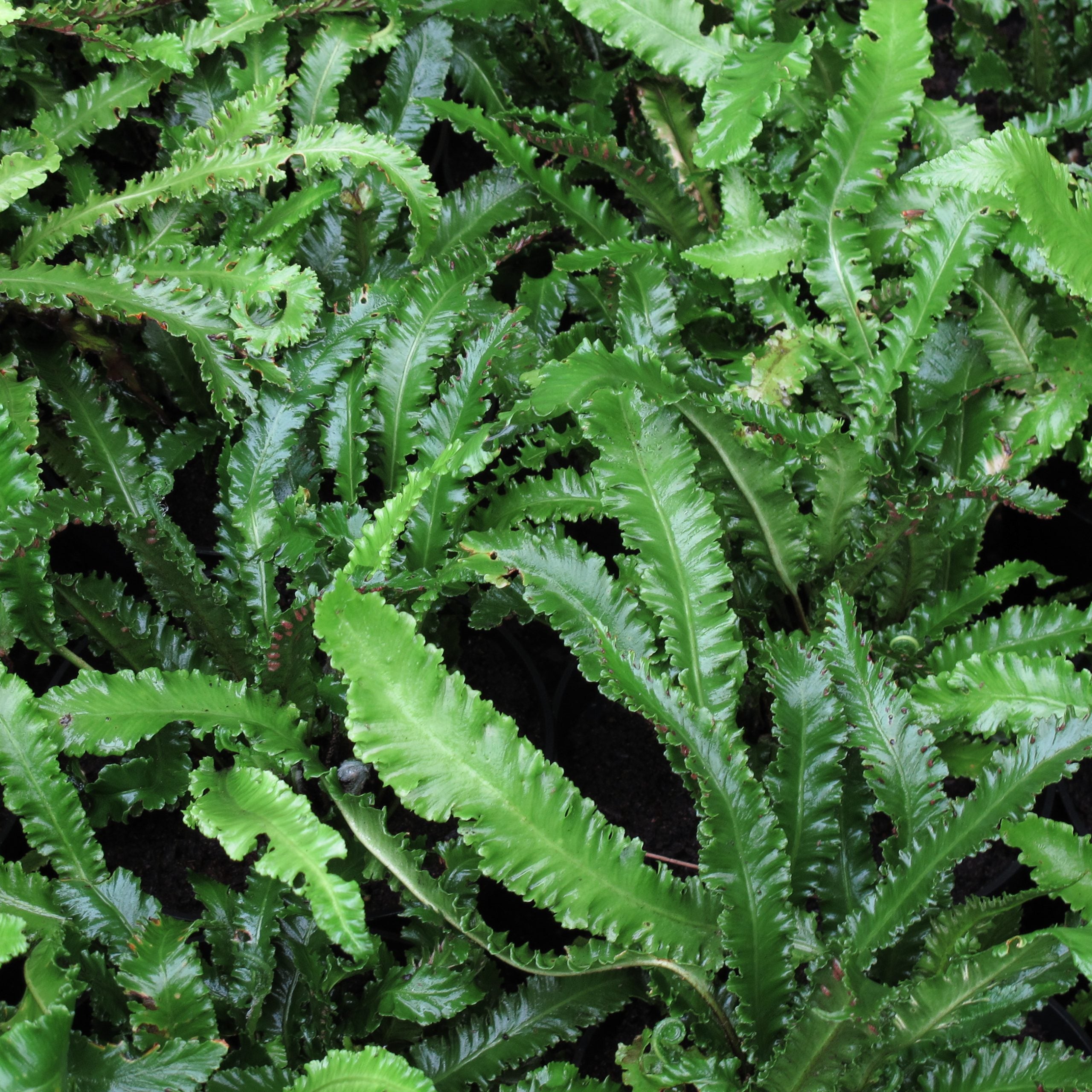 Asplenium Scolopendrium Angustifolium in Vaso da 17cm