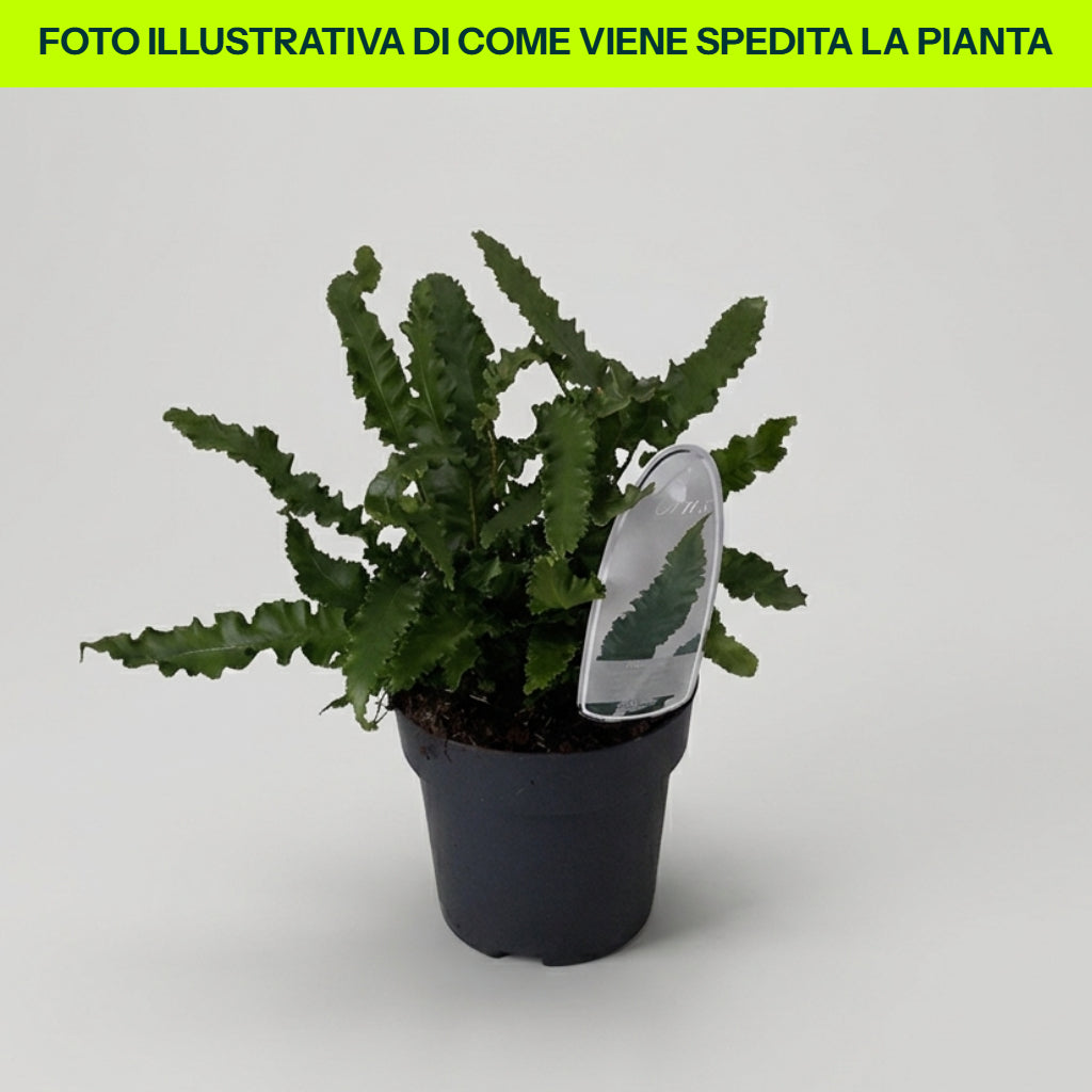 Asplenium Scolopendrium Angustifolium in Vaso da 17cm