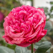 ROSA AUDREY FLEUROT ROMANTICA