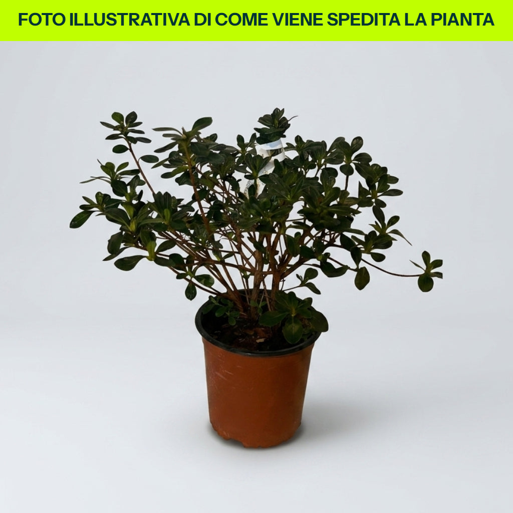 Guzmania Yeltix im 12-cm-Topf