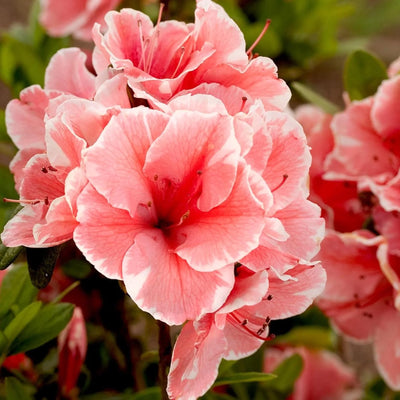 Azalea Semi Rustica in Vaso da 17cm