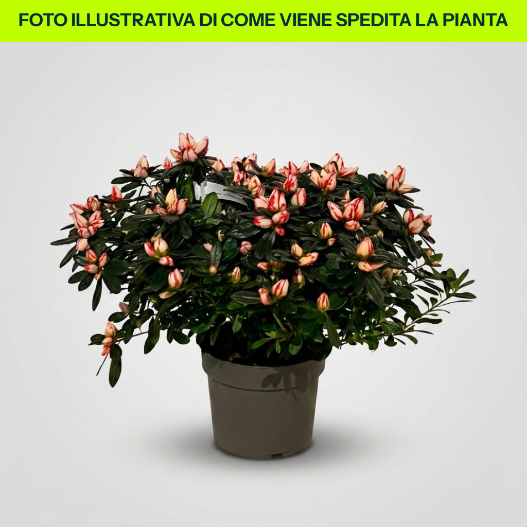 Guzmania Yeltix im 12-cm-Topf