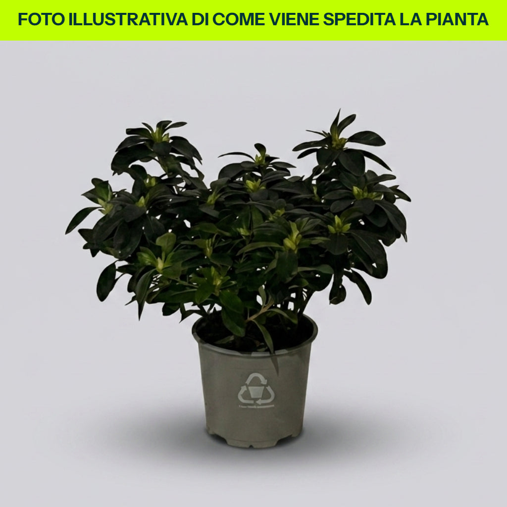 Guzmania Yeltix im 12-cm-Topf