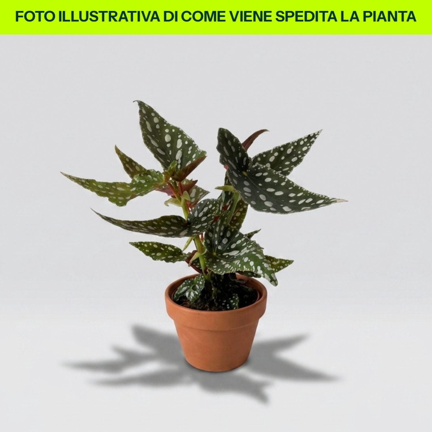 Begonia Maculata in vaso da 12cm