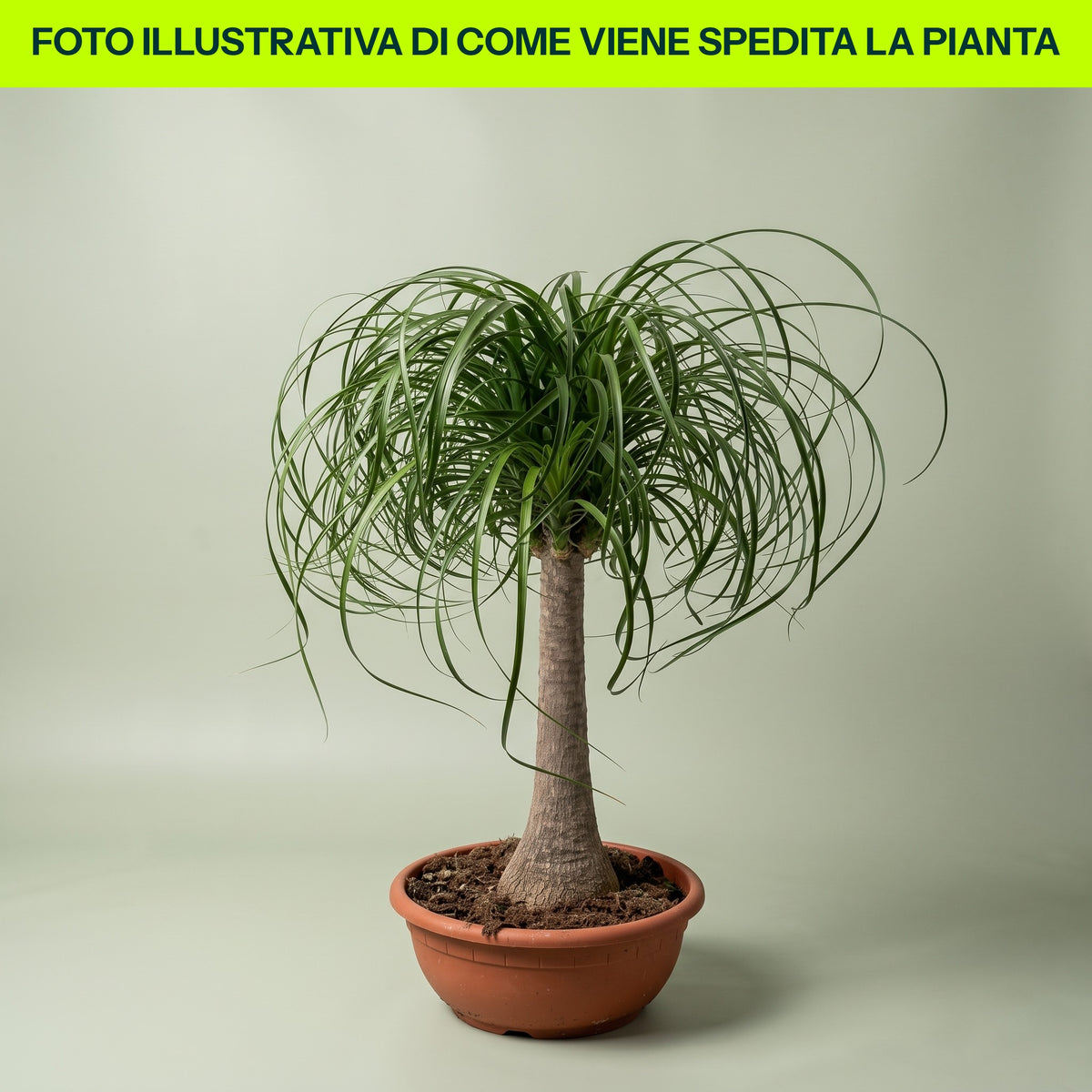 BEUCARNEA EN POT DE 22 CM