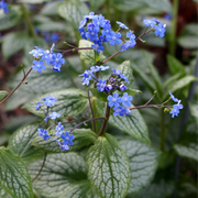 Brunnera Silver in vaso da 17cm