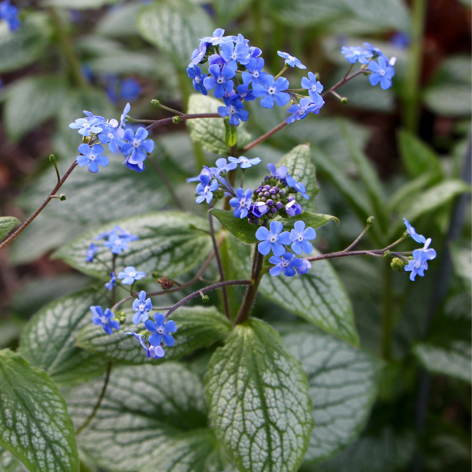 Brunnera Silver in vaso da 17cm