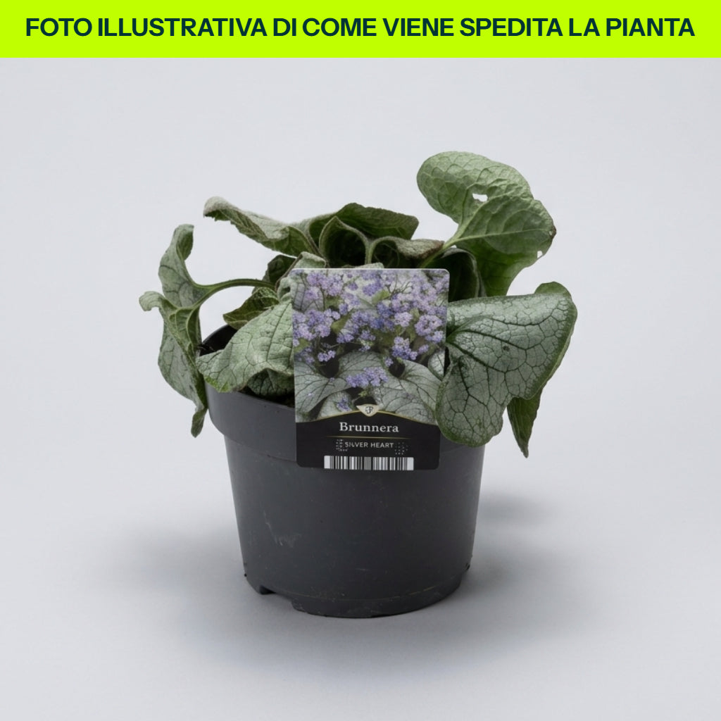 Brunnera Silver in vaso da 17cm