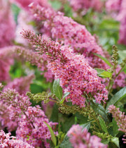 Bonbons papillon Buddleya en pot de 19 cm, assortis (blanc, violet, violet)