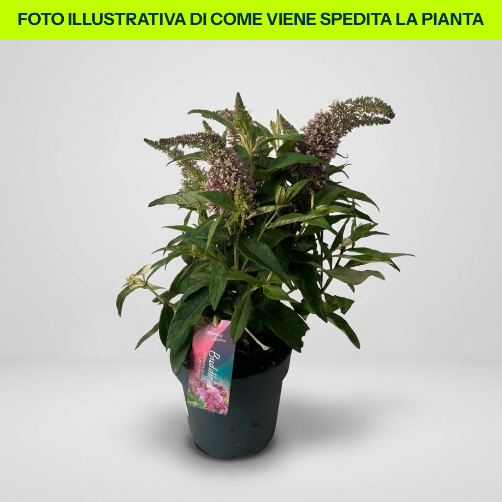 Bonbons papillon Buddleya en pot de 19 cm, assortis (blanc, violet, violet)