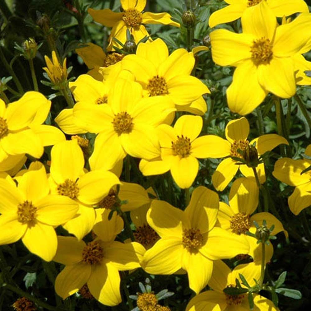 Bidens in Vaso da 14cm