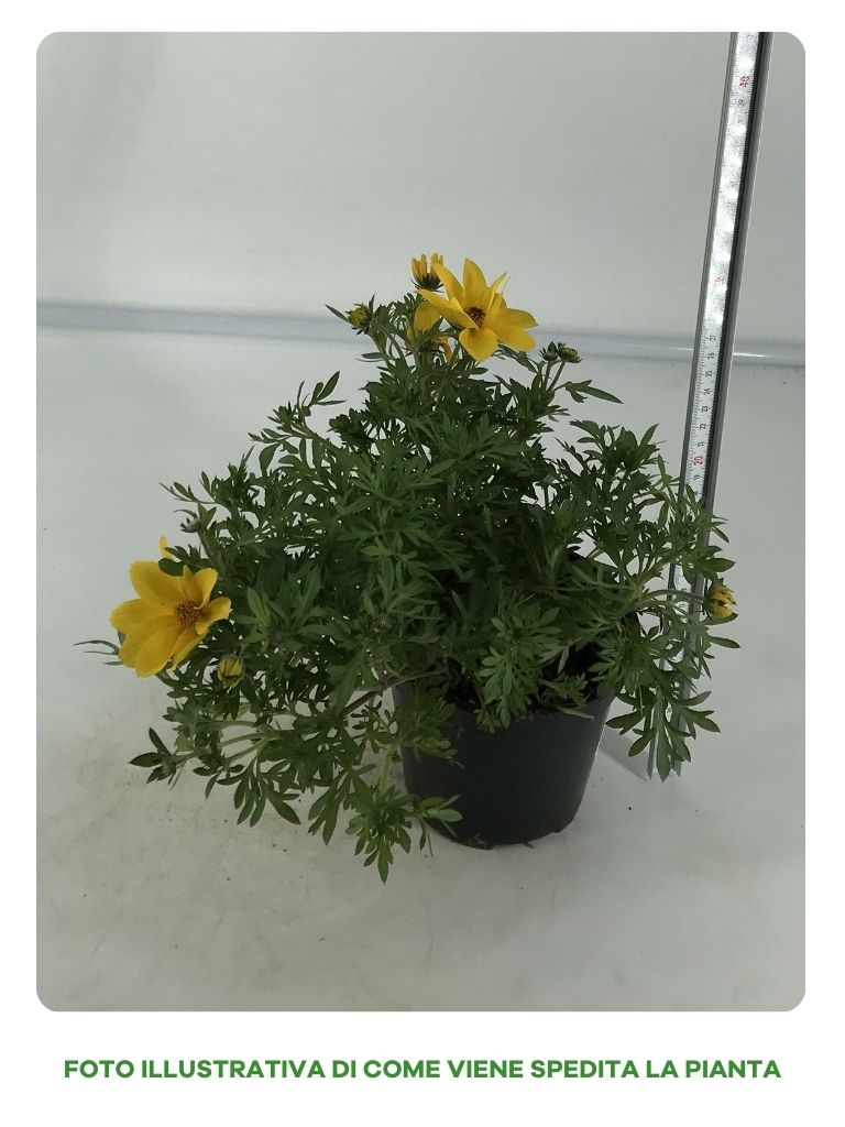 Bidens in Vaso da 14cm